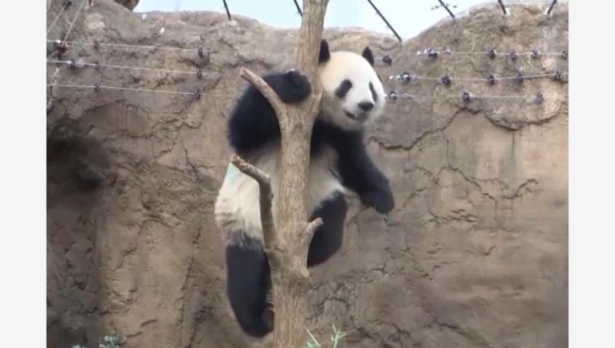 49澳门开奖免费大全49图库,前公司领导称张艺上单身,多元化方案执行策略_探索版V5.71